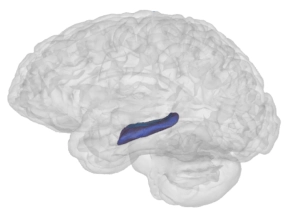 hippocampus